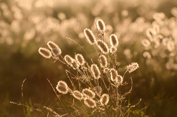 Fototapeta premium Inflorescences of meadow clover in the backlight on the field