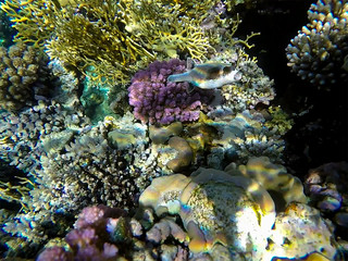A fugue fish in clear waters near a coral reef in the Red Sea, Egypt