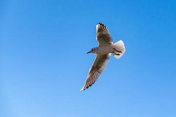 Black headed seagulls (chroicocephalus ridibundus) in winter plumage in flight