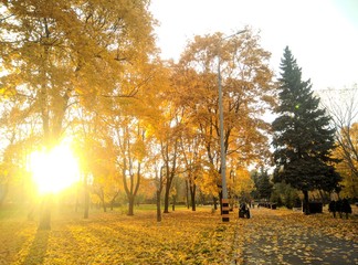 Sunny autumn