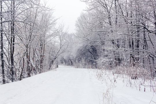 Fototapeta forest in a winter