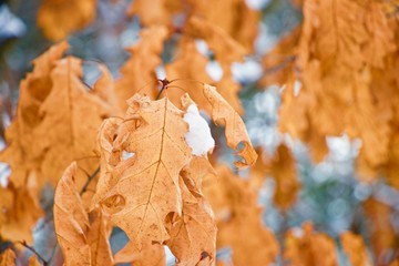 Winter in the forest