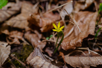 Yellow Star-Of-Bethlehem (Gagea lutea)