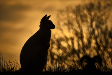 Red-necked wallaby kangaroo baby (Macropus rufogriseus) silhouette at sunset