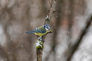 Süsse kleine Blaumeise im Schneetreiben auf Ast