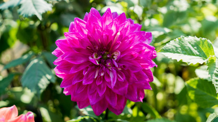 Obraz premium Purple Dahlia Flower
