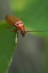 Käfer auf Blatt