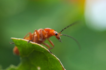 Käfer auf Blatt
