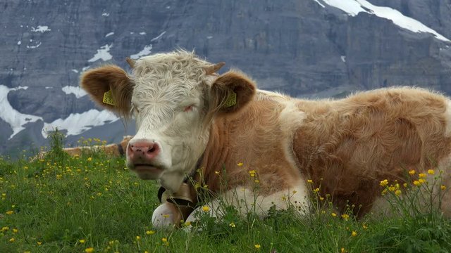 Cows at Kleine Scheidegg, Grindelwald, Bernese Alps, Switzerland, Europe
