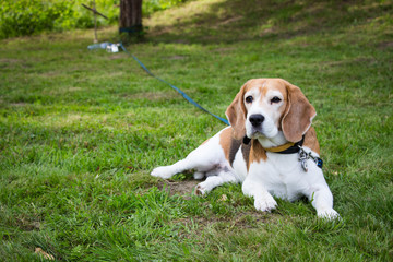 Beagle dog relaxing on grass