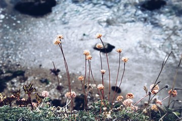 Oregon Coast Flowers