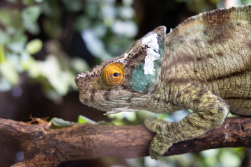 lizard on the tree