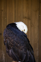 portrait of an american bald eagle