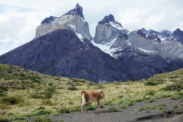 Naklejka na ściany i meble Vicuna in Torres del Paine, Patagonia