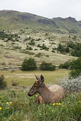 Huemul Deer Patagonia