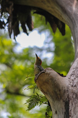 Naklejka premium Bird in a tree