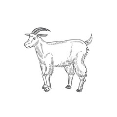 Goat Hand Drawn Vector Illustration. Abstract Domestic Animal Sketch. Engraving Style Drawing.