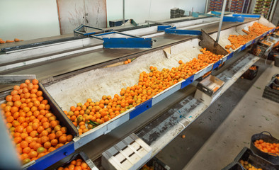 Production facilities for mandarins on agricultural farm © JackF