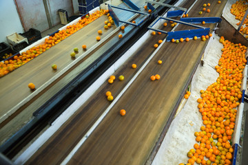 Industrial production sorting line of citrus fruits in packing plant