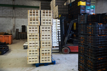 Interior of citrus fruits warehouse with boxes © JackF