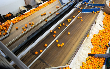 View of ripe mandarin oranges conveyor belt © JackF