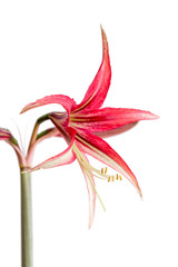 Beautiful flowers of the bulbous plant Hippeastrum. Red flowers on a white background. Isolated hippeastrum inflorescence. Hippeastrum La Paz.