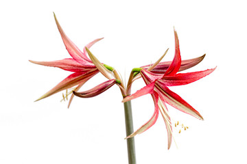Beautiful flowers of the bulbous plant Hippeastrum. Red flowers on a white background. Isolated hippeastrum inflorescence. Hippeastrum La Paz.