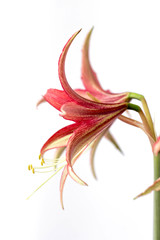 Beautiful flowers of the bulbous plant Hippeastrum. Red flowers on a white background. Isolated hippeastrum inflorescence. Hippeastrum La Paz.