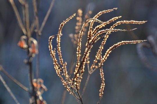 een stralende winterzon op uitgebloeide Veronica in de stadstuin
