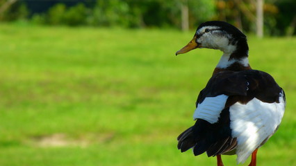 Pato Selavagem