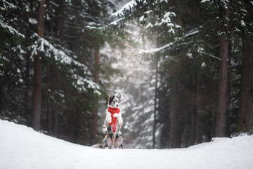 dog in a red scarf in the winter forest. Border Collie in winter. Pet on a walk