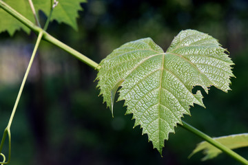 Tender leaf of vine on natural background