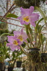 Purple hybrid Cattleya orchid  in the garden background.