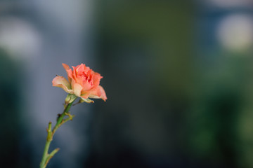 Lovely climbing roses. Bush of beautiful climbing small roses with green leaves.