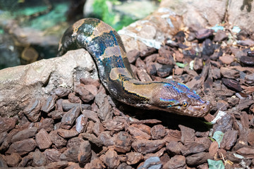 snake on rock