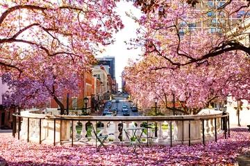 Fotobehang Baltimore-stad met bloeiende magnolia in de lente © Sergey Novikov