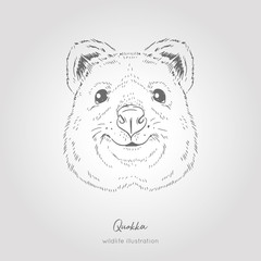 Quokka Australian animal. Realistic Symmetrical Head Vector sketch illustration.