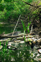 Pollution of the river with household waste