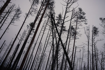 Dead trees in the swamp