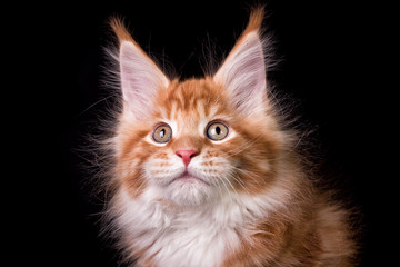 Adorable cute maine coon kitten on black background in studio, isolated.