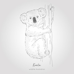 Vector hand drawn sketch of Koala bear on tree. Australian animal illustration.
