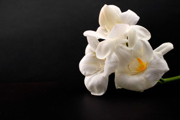Freesia branch with white flowers on black background