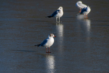 Black headed seagull in winter plumage standing on a frozen lake