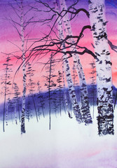 winter sunset in a birch grove