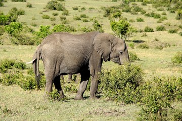 elephant in kenya