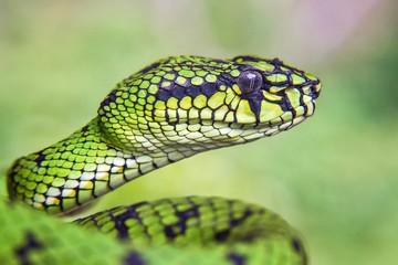 Green Pit Viper Snake