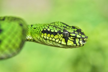 Green Pit Viper Snake