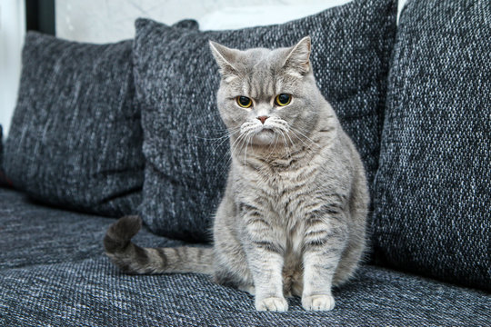 The cute british cat on the sofa, looking a bit sceptical and nervous, as it has crooked mouth. 