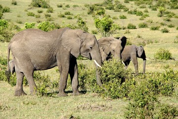 Fototapeta premium herd of elephants