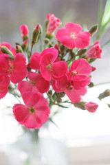 Beautiful small bouquet of bright pink carnations (Dianthus) in the glass vase on the window
